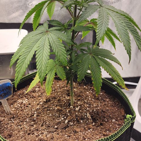 Animal Mints growlog timeline photo