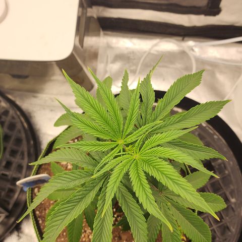 Animal Mints growlog timeline photo