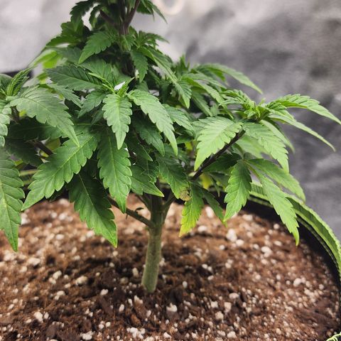THC Bomb growlog timeline photo