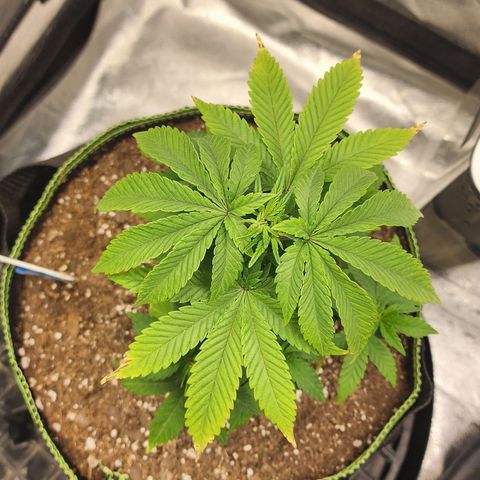 THC Bomb growlog timeline photo