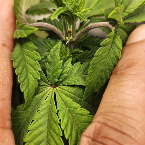 THC Bomb growlog timeline photo