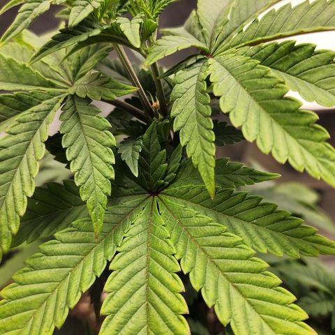 THC Bomb growlog timeline photo