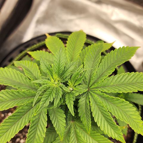 THC Bomb growlog timeline photo