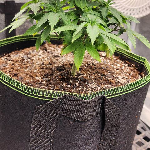 THC Bomb growlog timeline photo