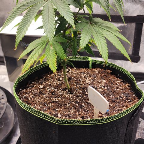 Animal Mints growlog timeline photo