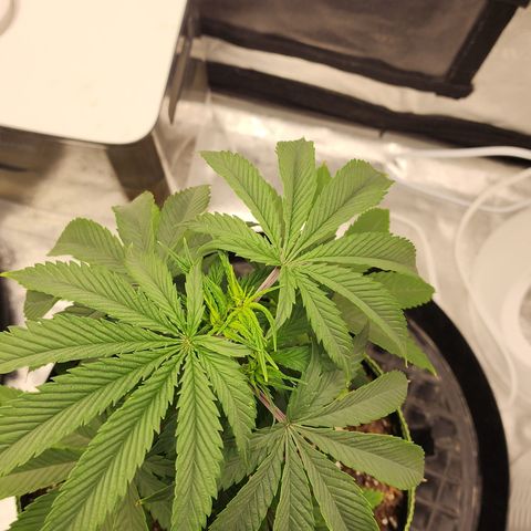 Animal Mints growlog timeline photo