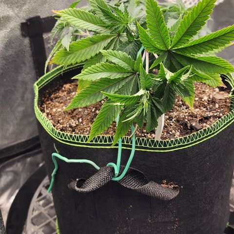 THC Bomb growlog timeline photo