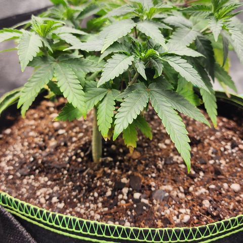 THC Bomb growlog timeline photo