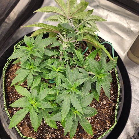 THC Bomb growlog timeline photo