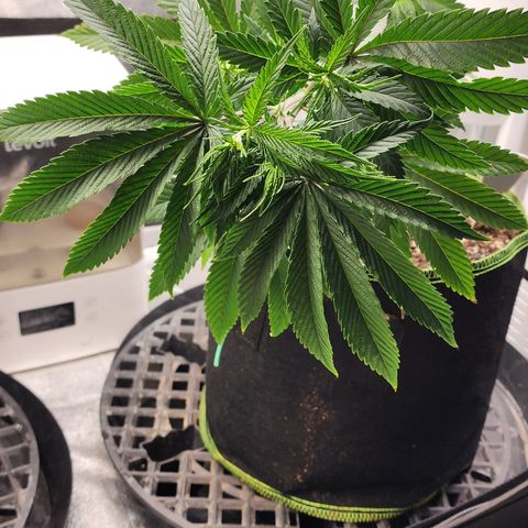 Animal Mints growlog timeline photo