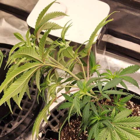 Animal Mints growlog timeline photo