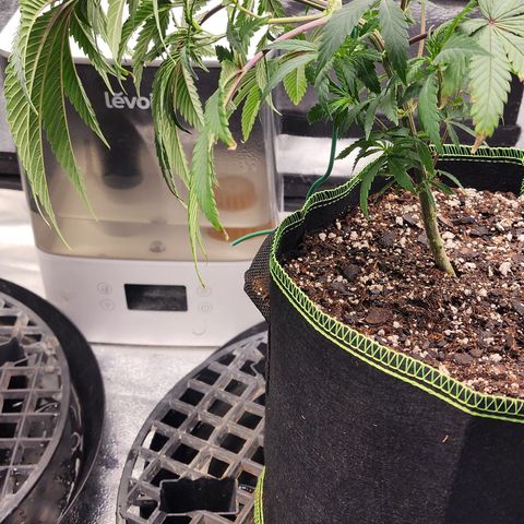 Animal Mints growlog timeline photo