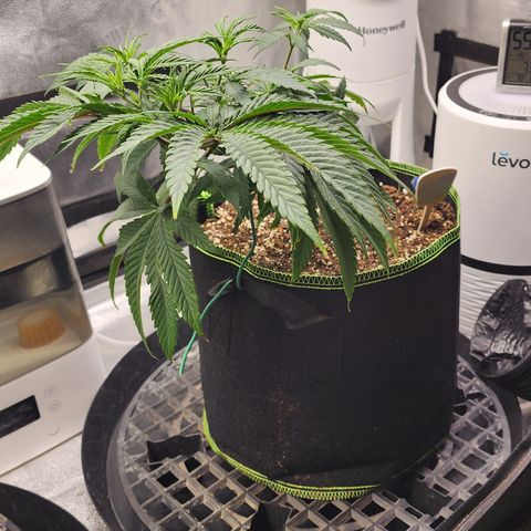 Animal Mints growlog timeline photo