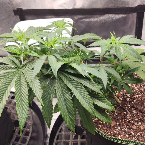 Animal Mints growlog photo: 4 pm after lst at 11 am
