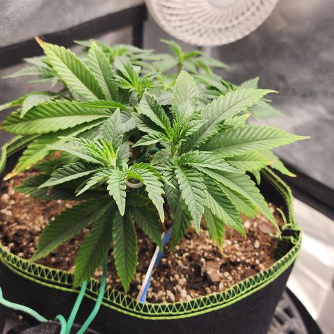THC Bomb growlog photo: 4pm after lst at 11 am