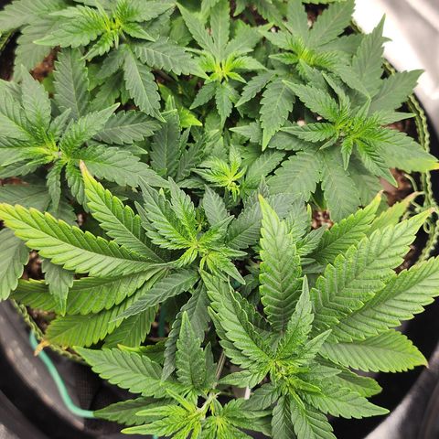 THC Bomb growlog photo: 4pm after lst at 11 am