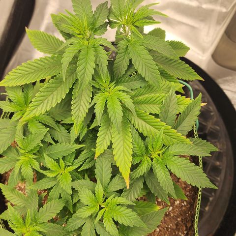 THC Bomb growlog timeline photo