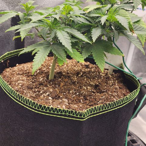THC Bomb growlog timeline photo