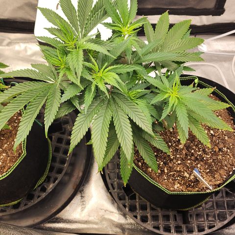 Animal Mints growlog timeline photo