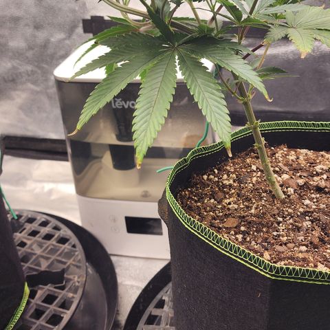 Animal Mints growlog timeline photo