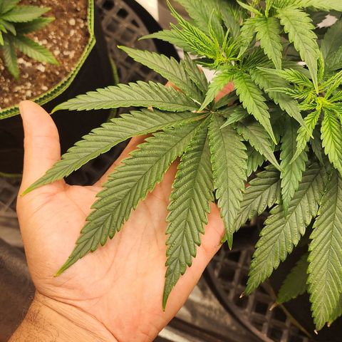 Animal Mints growlog timeline photo