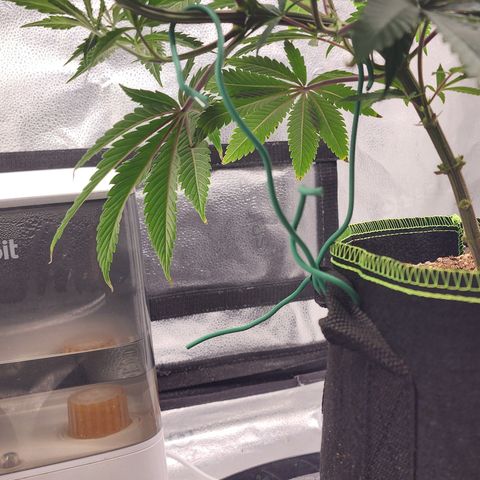 Animal Mints growlog timeline photo