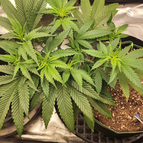Animal Mints growlog timeline photo
