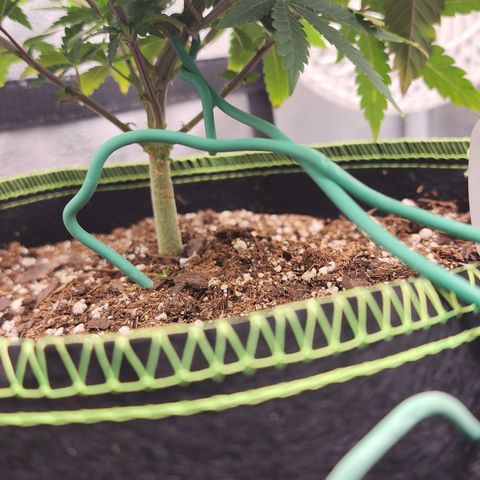 THC Bomb growlog timeline photo