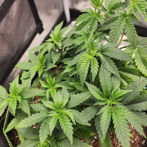 THC Bomb growlog timeline photo