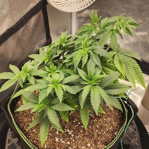 THC Bomb growlog timeline photo