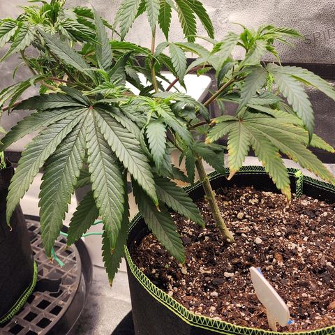 Animal Mints growlog timeline photo