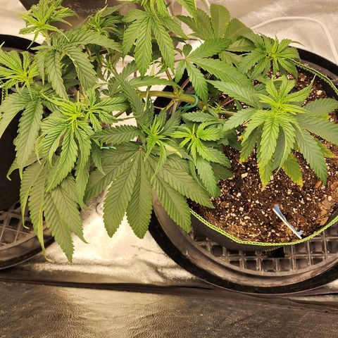 Animal Mints growlog timeline photo