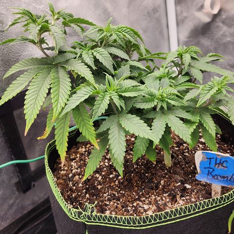 THC Bomb growlog timeline photo