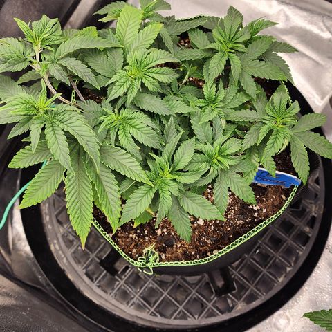 THC Bomb growlog timeline photo