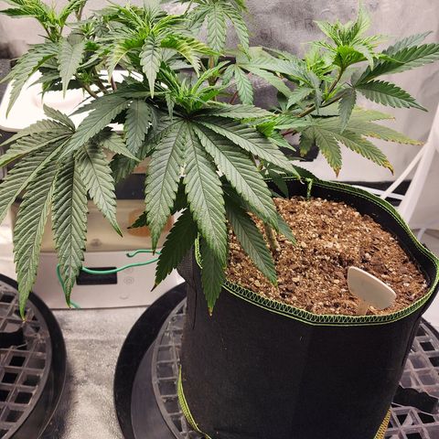 Animal Mints growlog timeline photo