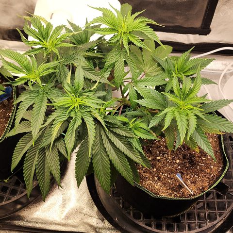 Animal Mints growlog timeline photo