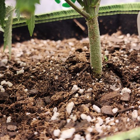THC Bomb growlog timeline photo