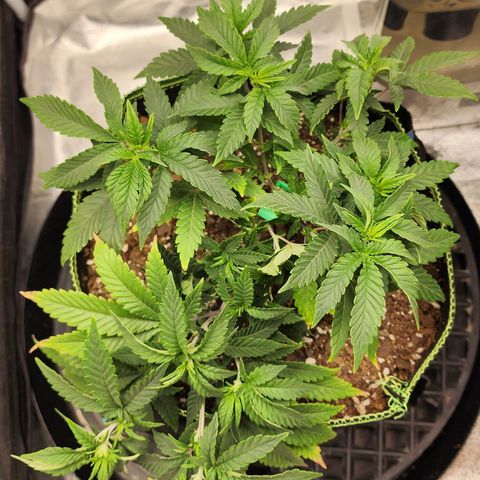 THC Bomb growlog timeline photo