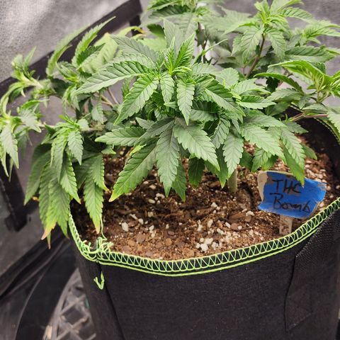 THC Bomb growlog timeline photo