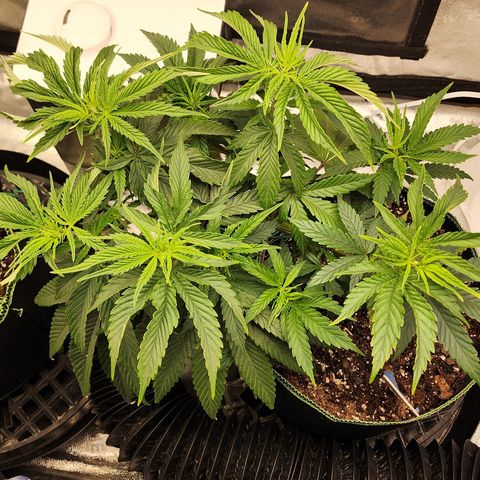 Animal Mints growlog timeline photo