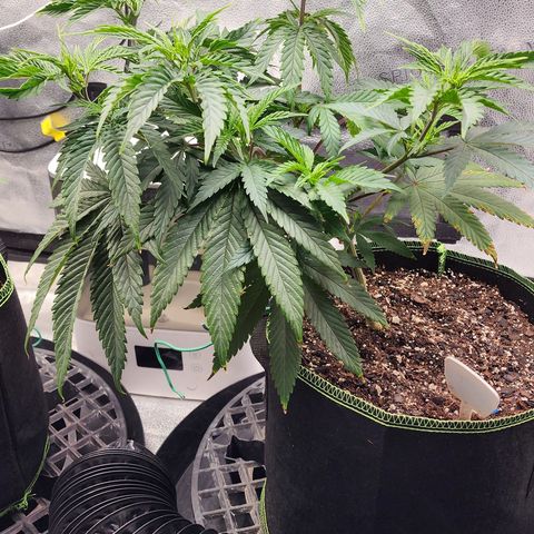 Animal Mints growlog timeline photo