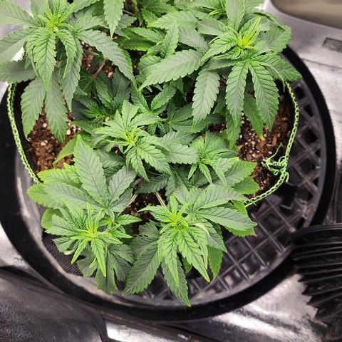 THC Bomb growlog timeline photo