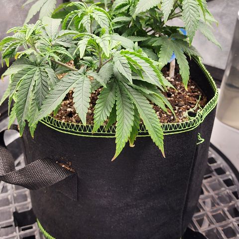 THC Bomb growlog timeline photo