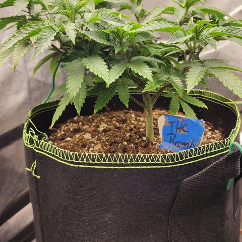 THC Bomb growlog timeline photo