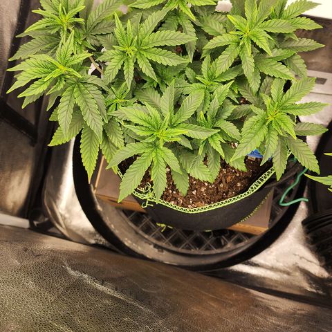 THC Bomb growlog timeline photo