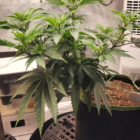 Animal Mints growlog timeline photo