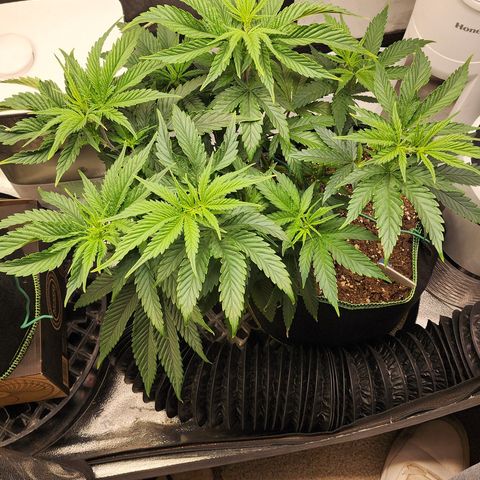 Animal Mints growlog timeline photo
