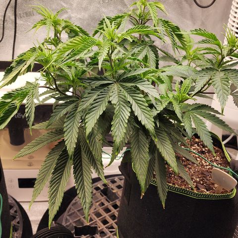 Animal Mints growlog timeline photo