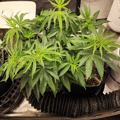 Animal Mints growlog timeline photo