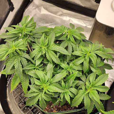 THC Bomb growlog timeline photo